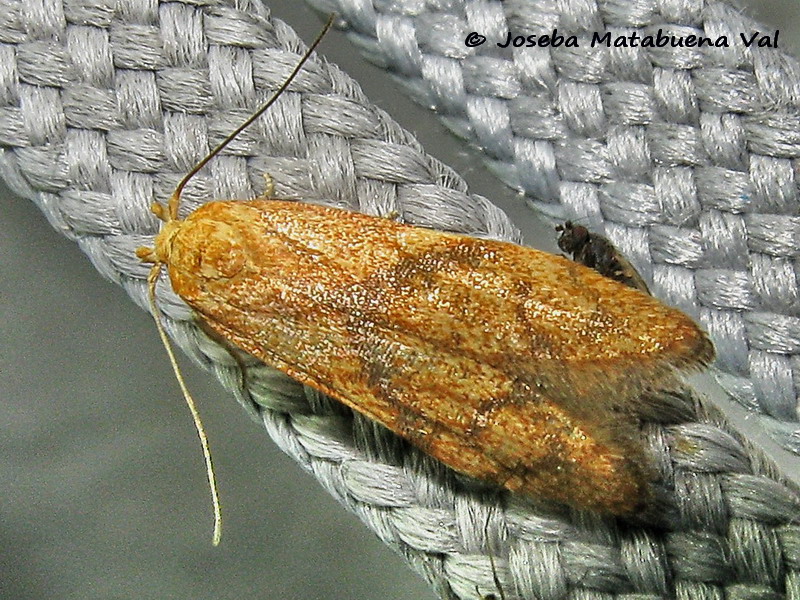 Blastobasis decolorella - Blastobasidae